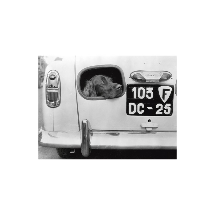 DOG PEERING FROM HOLE IN REAR OF CAR, 1957