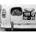 DOG PEERING FROM HOLE IN REAR OF CAR, 1957