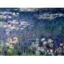 WATERLILIES: GREEN REFLECTIONS