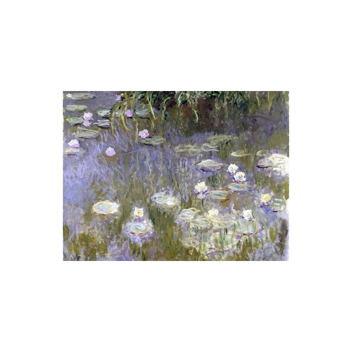 WATER LILIES