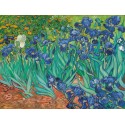 IRISES 