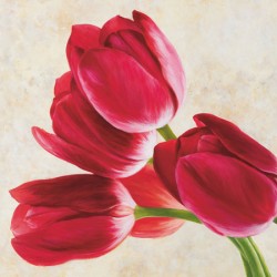 TULIP CONCERTO (DETAIL)