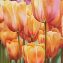 SPRING TULIPS II