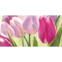 TULIPES