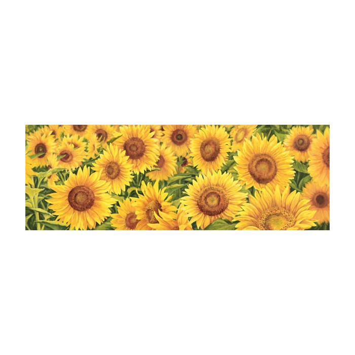 FIELD OF SUNFLOWERS