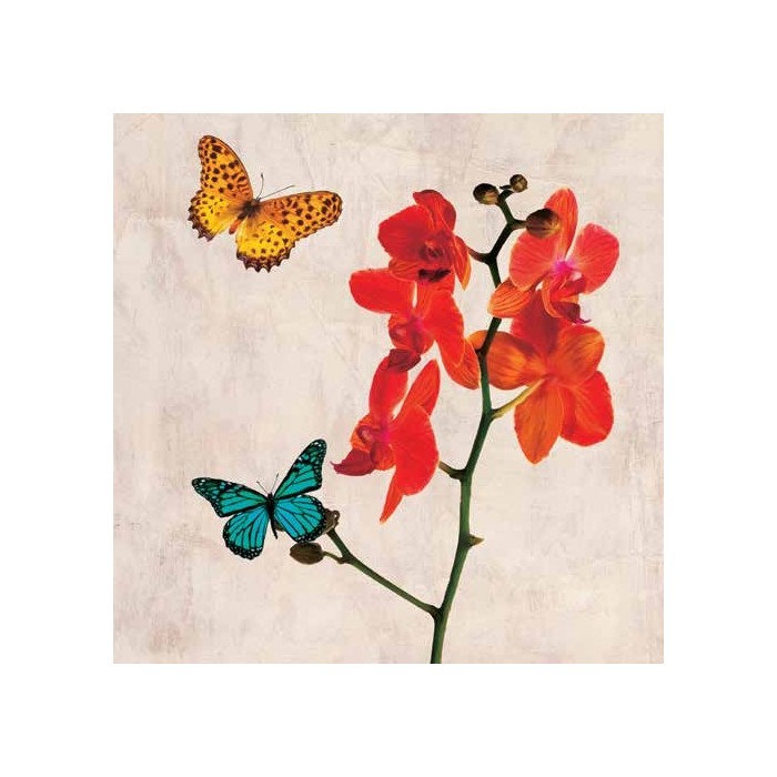 ORCHIDS & BUTTERFLIES II