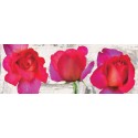 SPRING ROSES