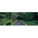 TEA GARDEN WALKWAY, SAN FRANCISCO BOTANICAL GARDENS