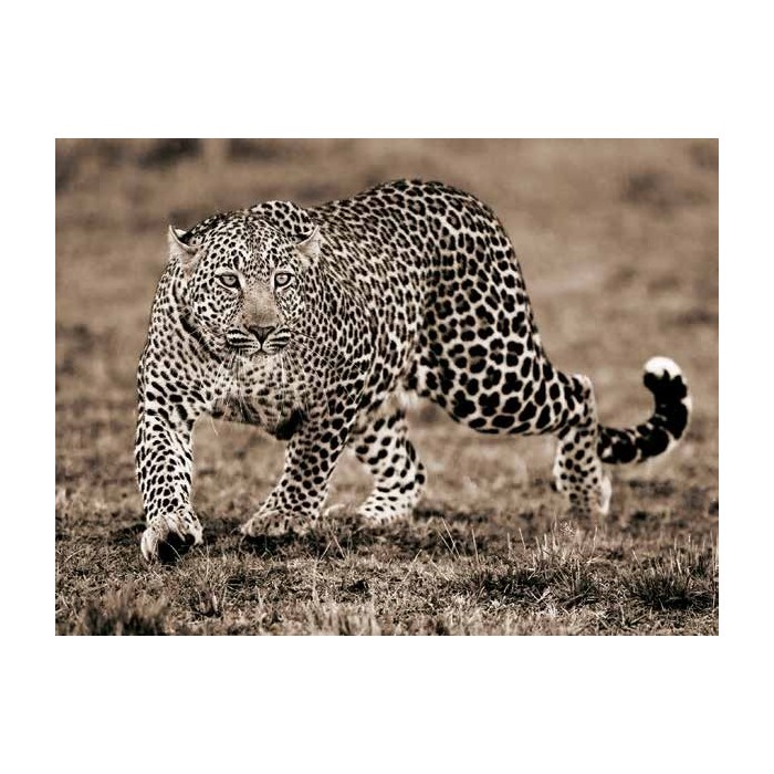 LEOPARD