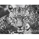 YOUNG LEOPARD