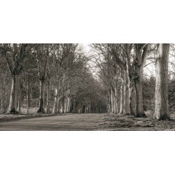 TREE LINED ROAD, NORFOLK, UK