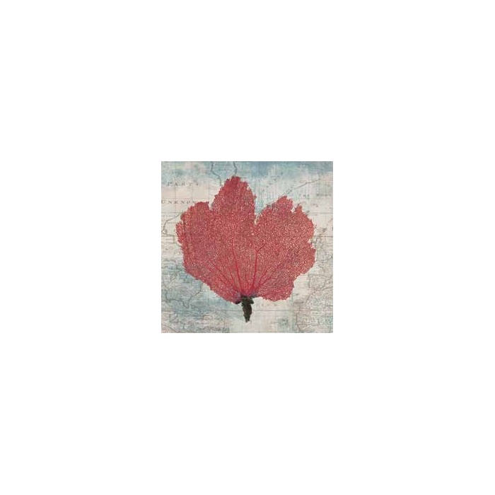 FAN CORAL