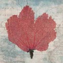 FAN CORAL