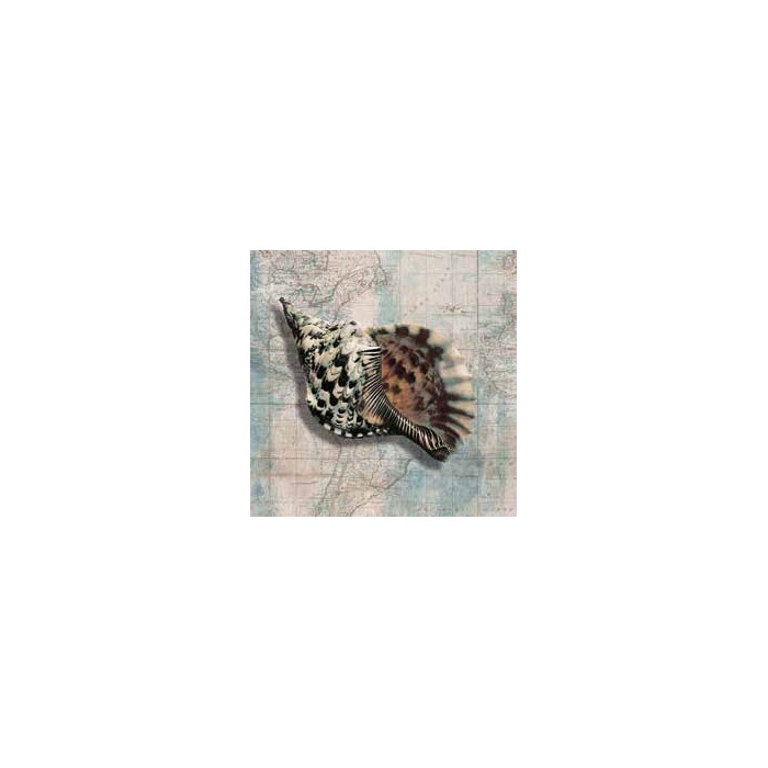 SEA SHELL