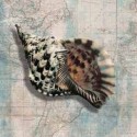 SEA SHELL