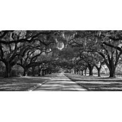 LIVE OAKS ALONG ROAD