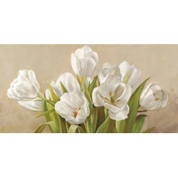 TULIPANI BIANCHI