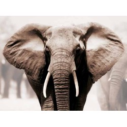 AFRICAN ELEPHANT