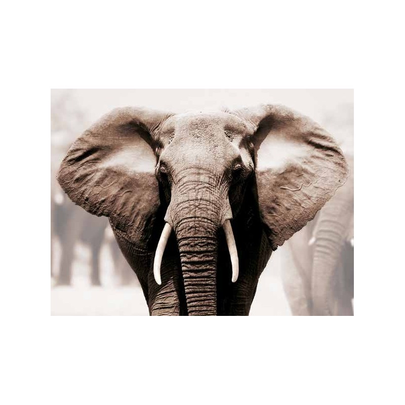 AFRICAN ELEPHANT