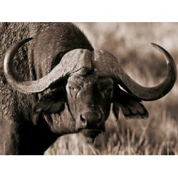 AFRICAN BUFFALO