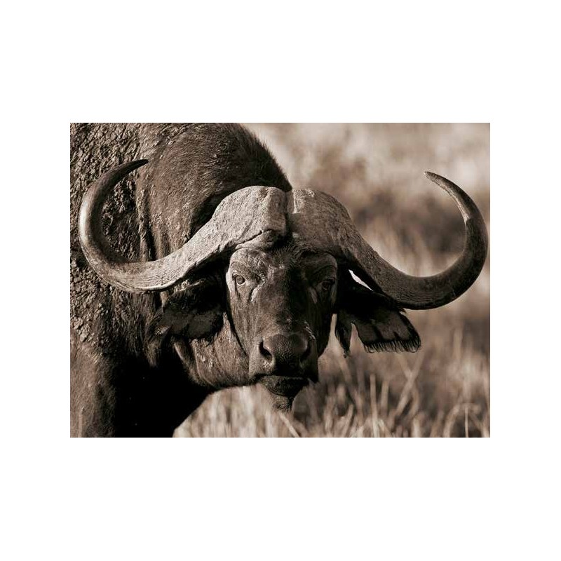 AFRICAN BUFFALO