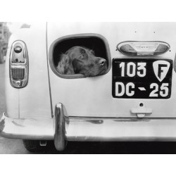 DOG PEERING FROM HOLE IN REAR OF CAR, 1957