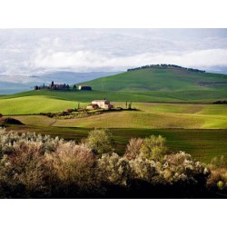 TUSCAN COUNTRYSIDE