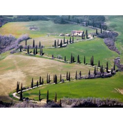 ROAD NEAR MONTEPULCIANO, TUSCANY