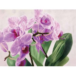 ORCHIDEE SELVAGGE