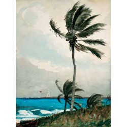 PALM TREE, NASSAU