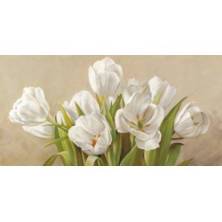 TULIPANI BIANCHI