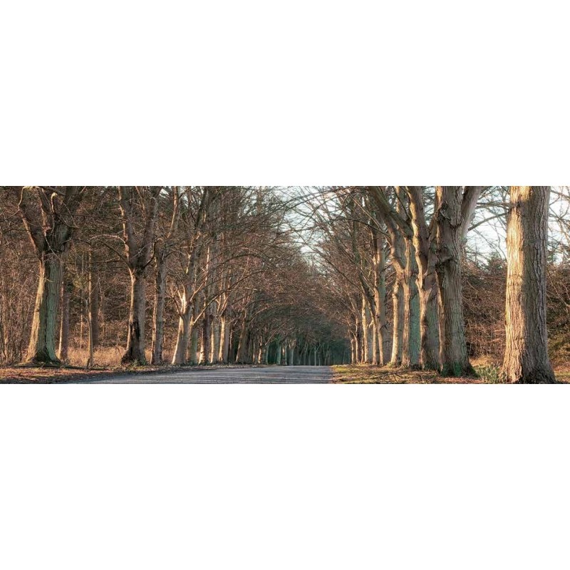 TREE LINED ROAD, NORFOLK, UK