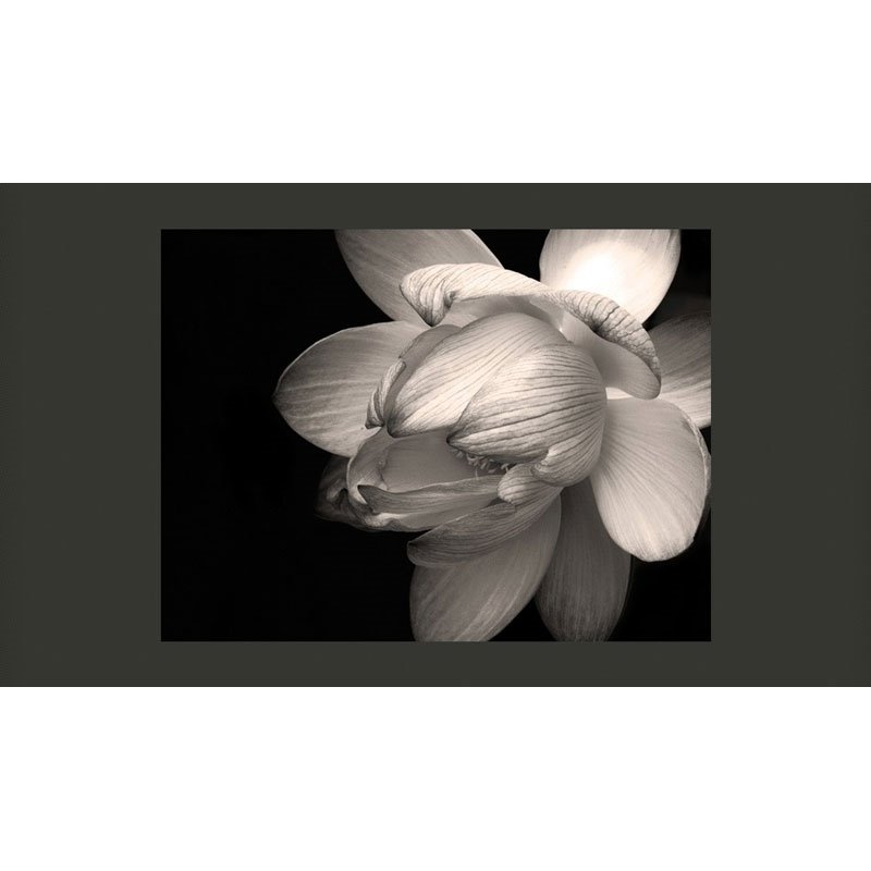 Fotomural Flor de loto