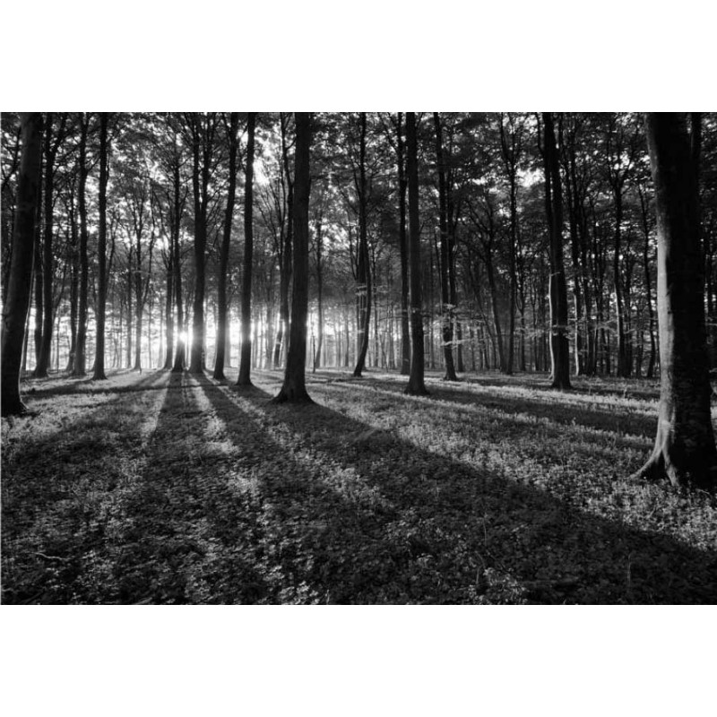 Fotomural Forest B & W