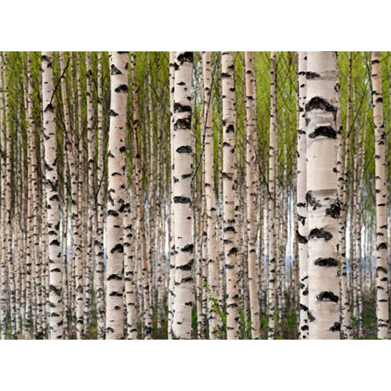 Fotomural Birch Forest I