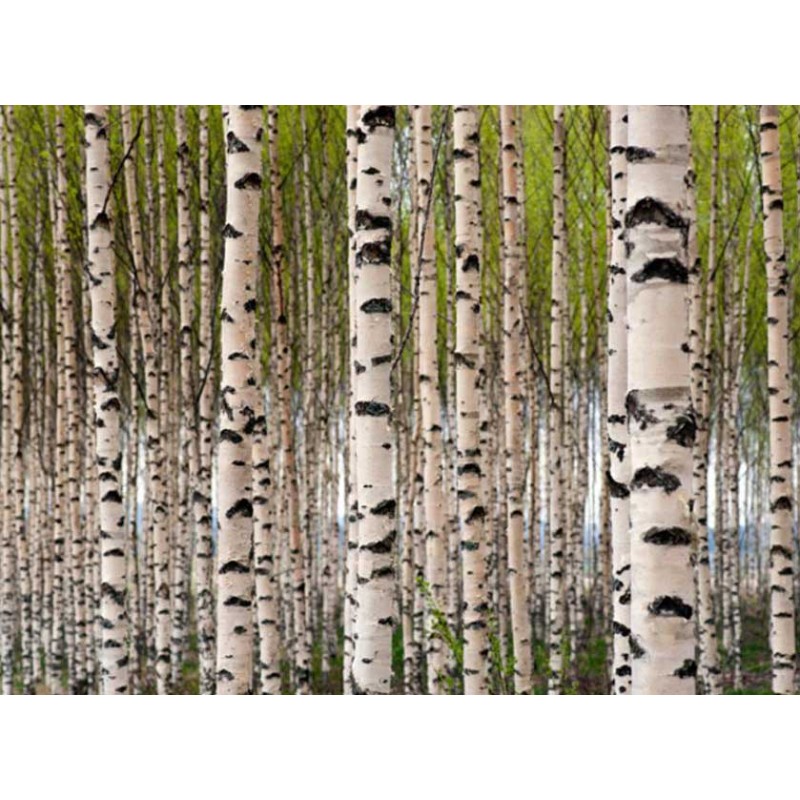 Fotomural Birch Forest I