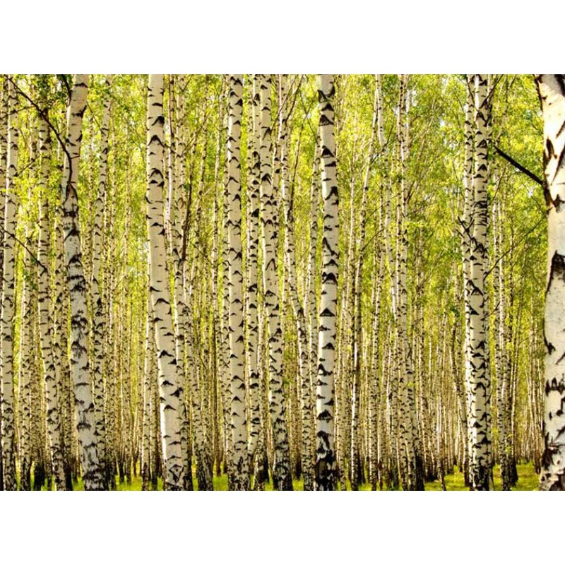 Fotomural Birch Forest Ii