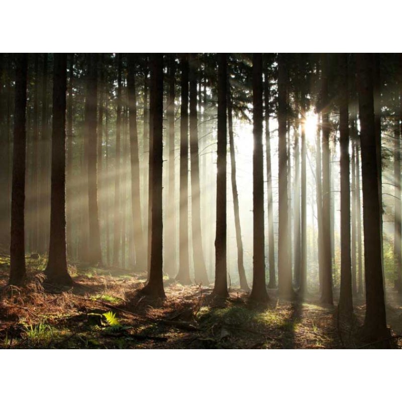 Fotomural Forest Mist