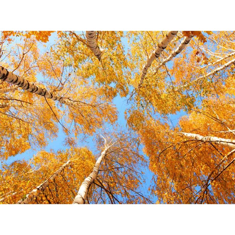 Fotomural Autumn Sky