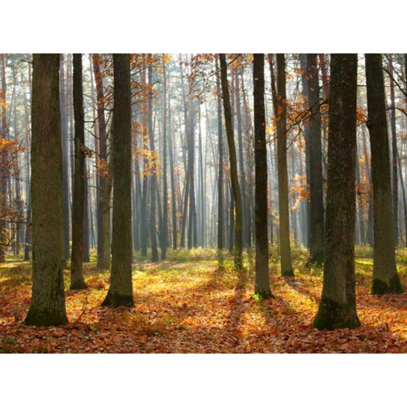 Fotomural Trees In Autumn