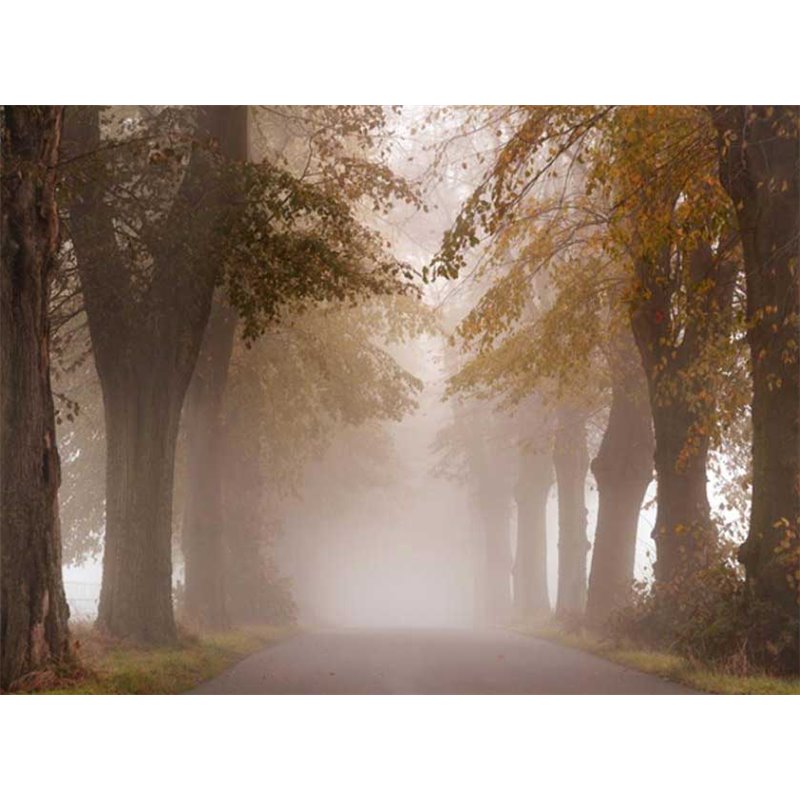 Fotomural Road Fog