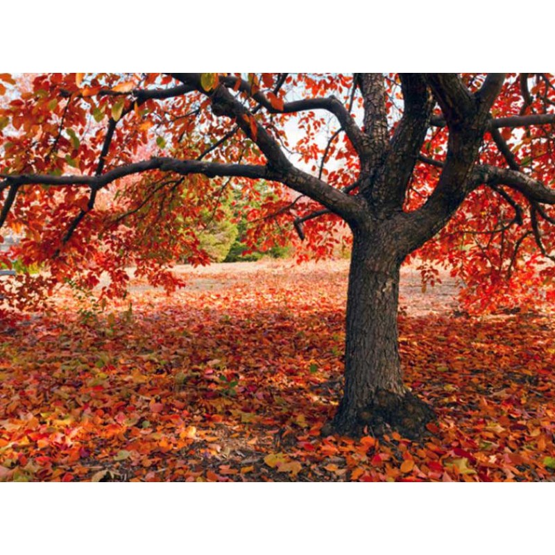 Fotomural Autumn Scene