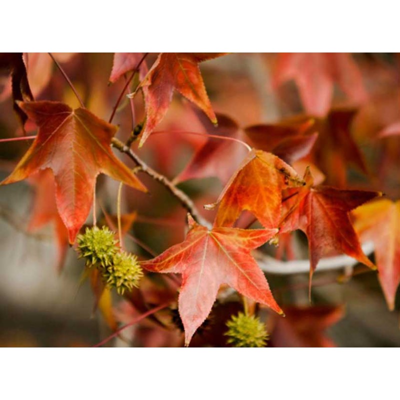 Fotomural Autumn Leaves Ii