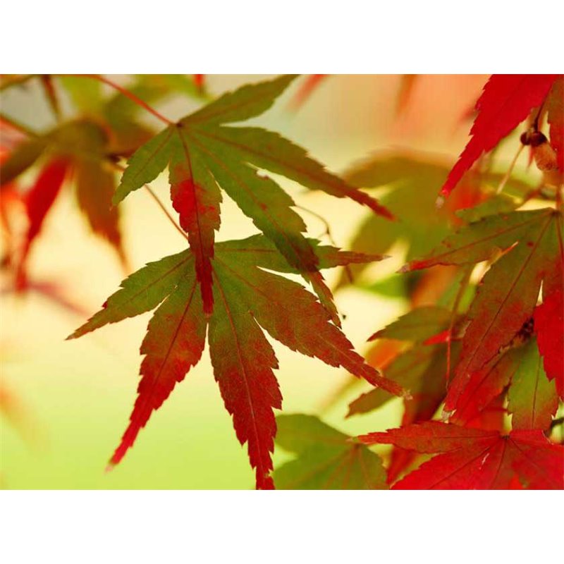 Fotomural Color Leaves