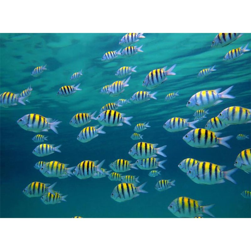 Fotomural Caribbean Fish