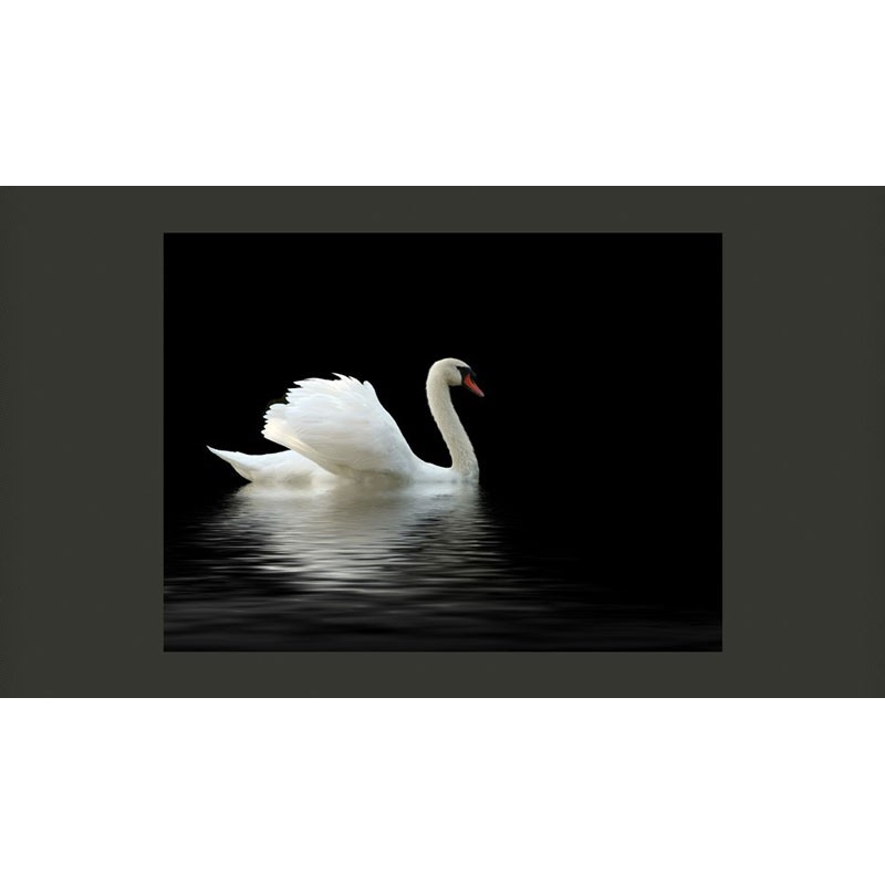 Fotomural Cisne (Blanco Y Negro)