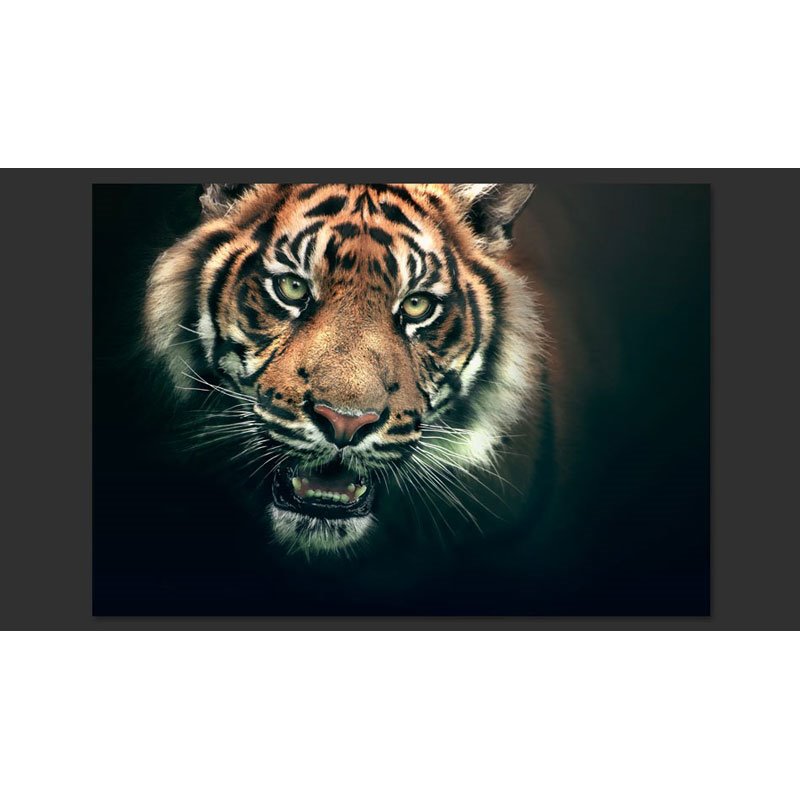 Fotomural Tigre De Bengala