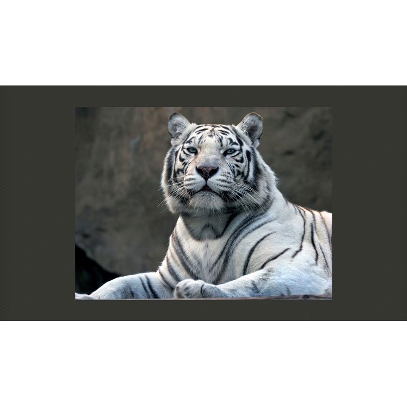 Fotomural Tigre De Bengala En El Zoo