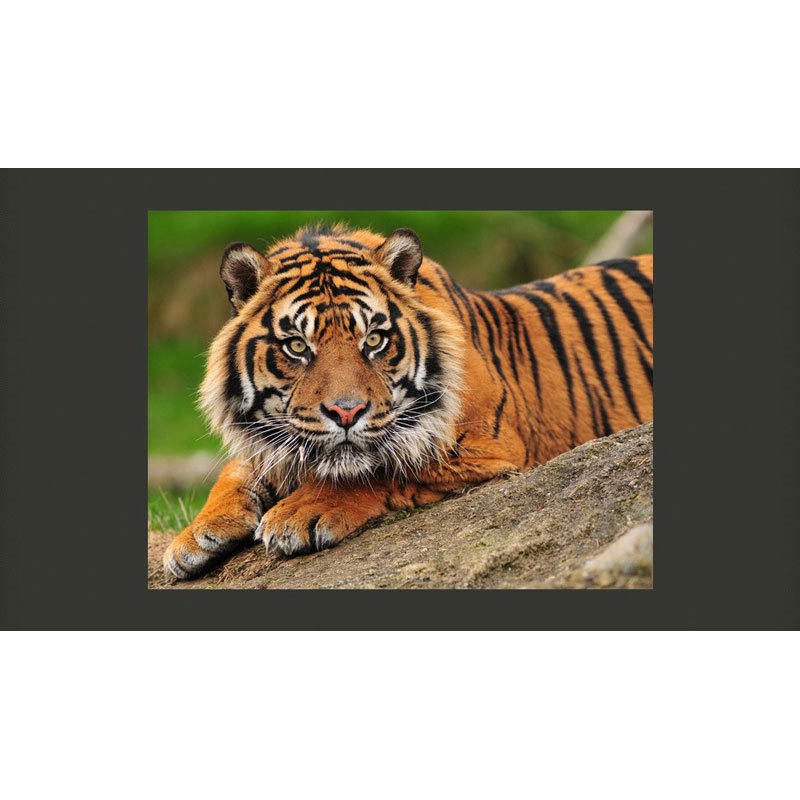 Fotomural Tigre De Sumatra