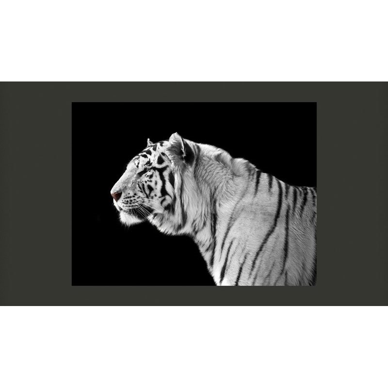 Fotomural Un Tigre Blanco